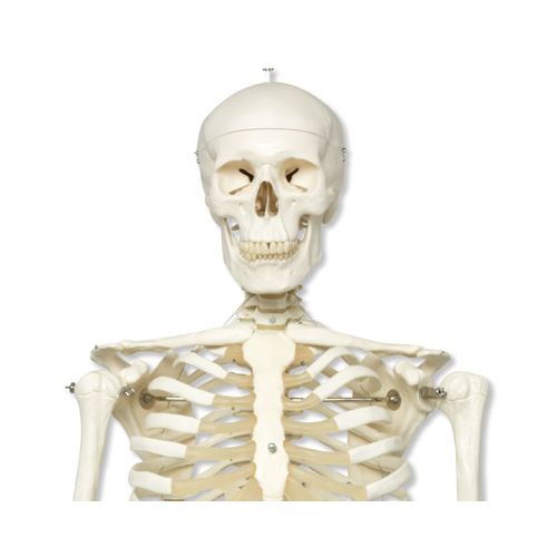 Human skjelettmodell full størrelse (på hjul) 