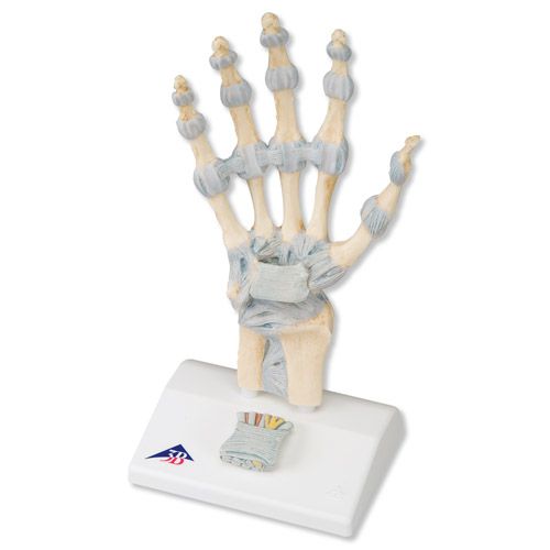 Håndmodell med ligamenter og carpaltunnel 