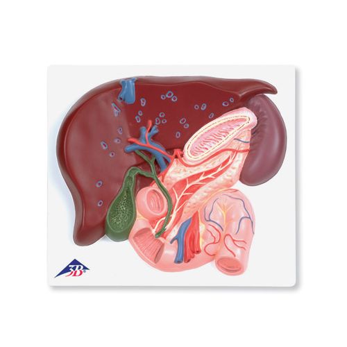 Lever med galleblære, pankreas og duodenum fra 3B Scientific