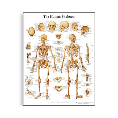 Anatomisk plansje om skjelettsystemet fra 3B Scientific