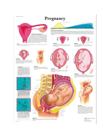 Anatomisk plansje om graviditet 